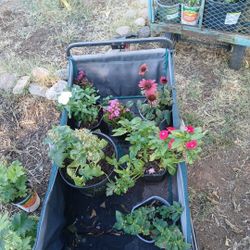 Plants Flowers Bushes