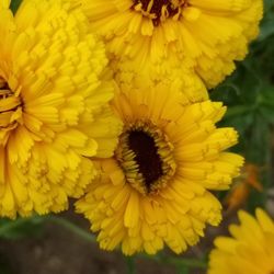 Perrenial Plant's Everlasting 