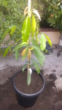 Mangosteen tree