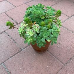 Succulent Variety In Clay Pot Medium Large 