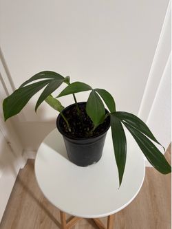 Rhaphidophora tetrasperma Plant