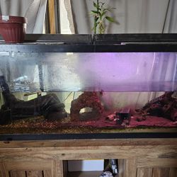 55 Gallon FishTank