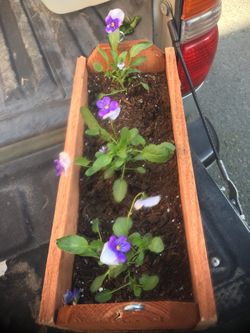 boxes of beautiful flowers to decorate