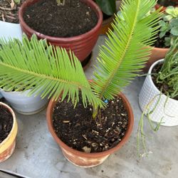 JardÃn