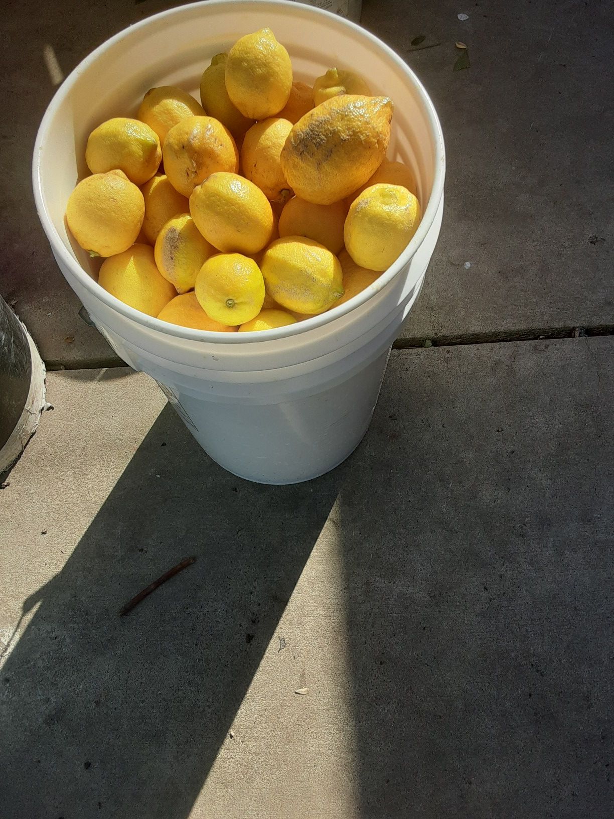 Big bucket a lemon very sour only $13 cubeta grande de limones agrios a $13 por balde