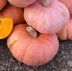 Organic Winter Blush Kabocha Pink Winter Squash Plants! 2026 SEASON RELEASE! Available Now!