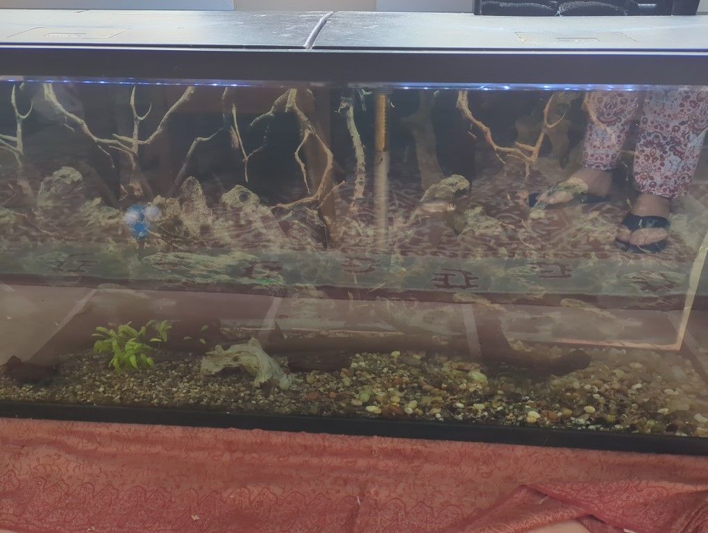 55 Long Fish Tank