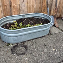 Huge Succulent In Steel Bins Set 