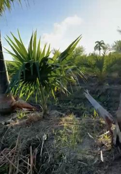 Thatch Palm 4 Ft Height $90