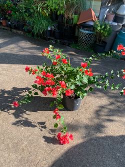 Sharon Wesley bougainvillea vine red to