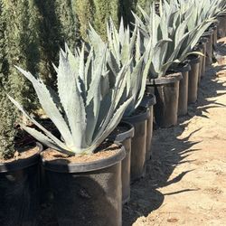 Blue Agave Americana 15 Gal