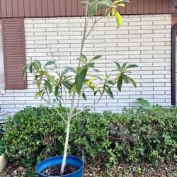  Beautiful 9 1/2 Ft  Tall Loquat Tree