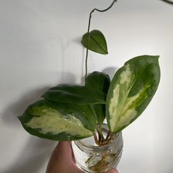 Hoya Incrassata Moonshadow