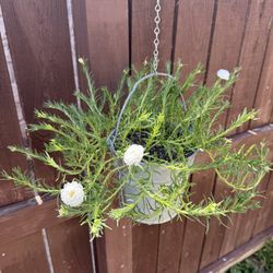 White Chisme Plant 
