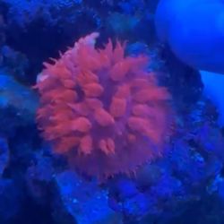 Flamethrower Mushroom Fake Coral