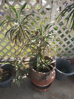 Indoor or shade plant With Pot