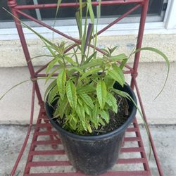 Lemon Grass And Lemon Verbena Plant 🪴 
