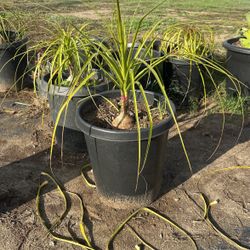 Plants