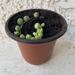 3 Inch Pot Hanging Succulent Plant - Rare String of Pearls Variegated - Curio Rowleyanus - Established Plant - Drought Resistant 🪴  
