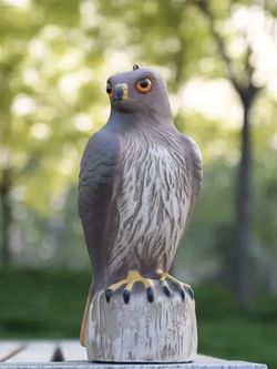 Plastic Hawk decoy