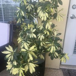 Large Plant