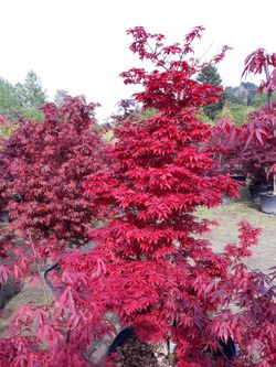 Japanese maples Trees For Sale 