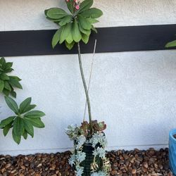 Pink Flower Plumeria 