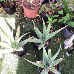 Aloe Vera Plants 