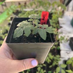 Tomato Plants - Patio Variety