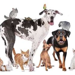 Pet Sitter
