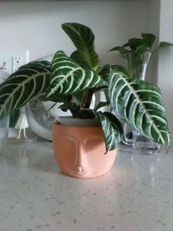 zebra plant