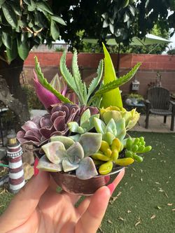 Little cute plants