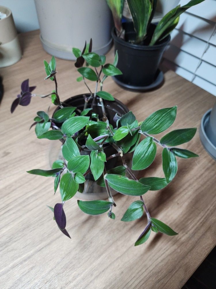 Tradescantia Baby Bunny Bellies wandering House plant