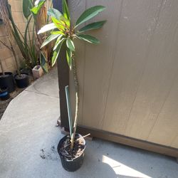 Rooted plumeria Pink And White