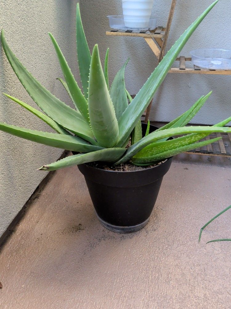 Aloe vera Plant
