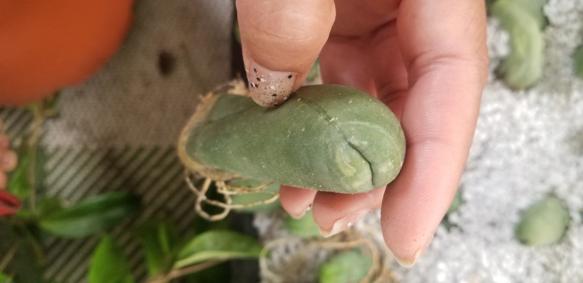 Pen is cactus