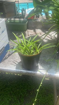 Rooted Air Purifying Spider Plants