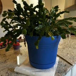 Live Christmas Cactus 