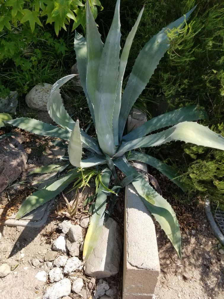 AGAVE