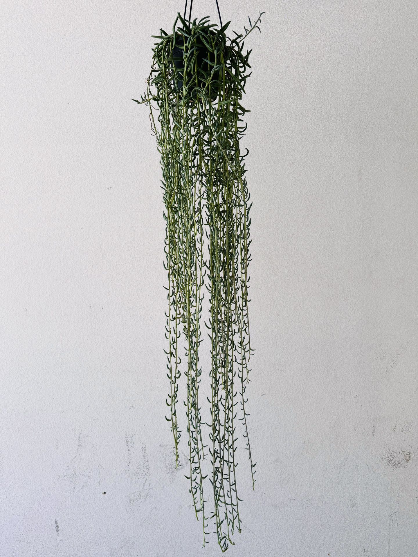 String Of Fish Hooks Plant Succulent 4 feet