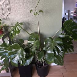 Monstera Plant