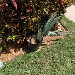 Snake plant needs to be planted in the ground