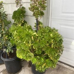 Plant For Sale