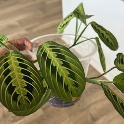 Lemon lime prayer plant