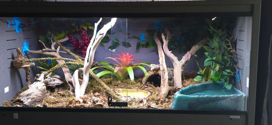 Sonoran bci boa enclosure