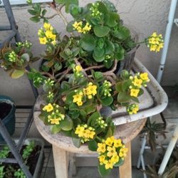 plantas de suculenta