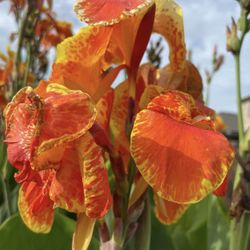 4 feet tall orange and yellow canna plant 15 gallon very healthy