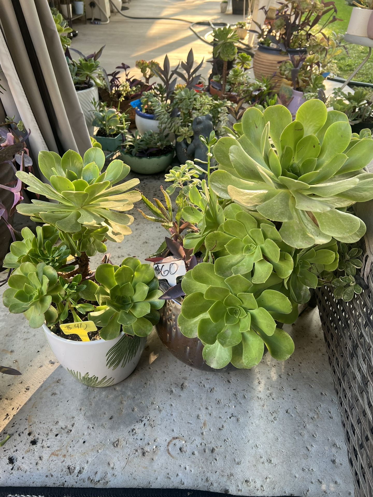 Large Beautiful Succulent Planters