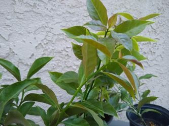 Una de Gato also called Cats Claw 1gal.