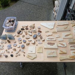 Rock collection- Fish fossils, Thunder eggs, Petrified wood, Book ends, and much more!